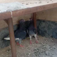 یک جفت نر و ماده المانی