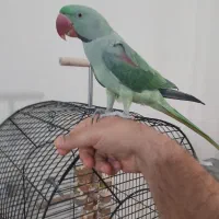 شاه طولی سخنگو نر