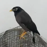 مینا سخنگو جفت به شرط