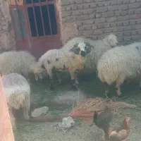 بره فروشی