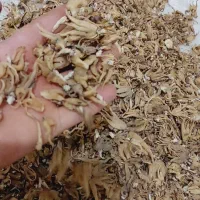 ثعلب|خوردنی و آشامیدنی|سلماس, |دیوار
