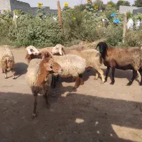 گوسفند داشتی جوان