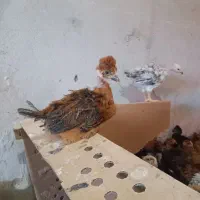 جوجه مرغ و خروس محلی
