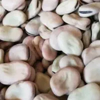 باقله درجه یک ۲۸۰  در حد ۳۰۰کیلو