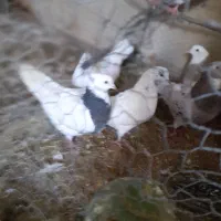 کبوتر ،مرغ وخروس سیبرات مینیاتوری