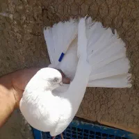 کبوتر سفید ماده و پلاکی ماده