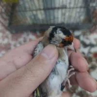 سهره رسمی نر