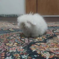 خرگوش