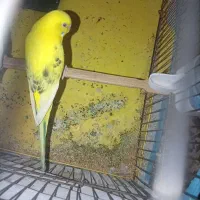 مرغ عشق
