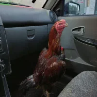 خروس لاری.جوجه سلطان و اردک  ۲۰روزه