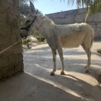 خرماده