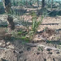 نخل|گل و گیاه طبیعی|سعدآباد, |دیوار