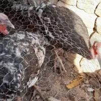جوجه بوقلمون ومرغ و خروس