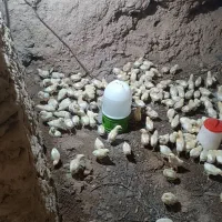 فروش جوجه مرغ سفید مر غداری