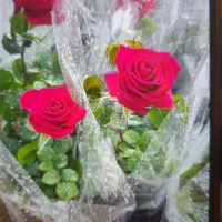 فروش انواع رزاکالیپتوس شمعدانی سروشیراز