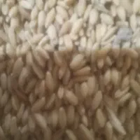 گندم دیم یک دست و تمیزدرحدبوجاری شده