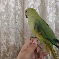 شاه طوطی ملنگو