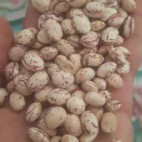 فروش لوبیا چیتی درجه یک