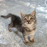 واگذاری بچه گربه