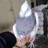 طوق سور نر