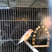 قناری ماده اماده سرخ