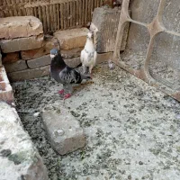 کبوتر پلاکی