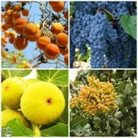 تولید انواع نهال پسته انجیر انگور خرمالو