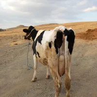 جوان شیری