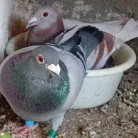 پرنده نروماده پلاکی