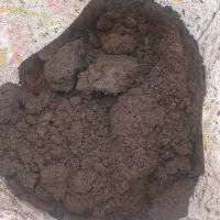 کوود|خدمات باغبانی و درختکاری|سیاهکل, |دیوار