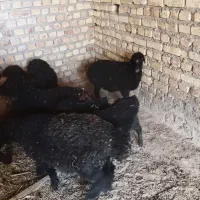 میش بره