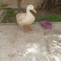 اردک