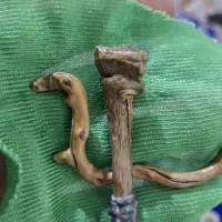عرج سواحل بری