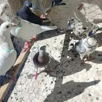 کبوتر پلاکی