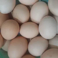 تخم محلی