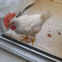 فروش جوجه۳۰روزه ماشینی ومحلی