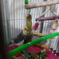 عروس هلندی نر فقط 1200