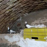 کبوتر دنستنه