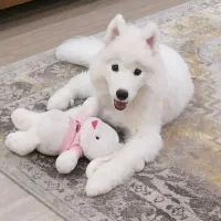 سامویید اصیل