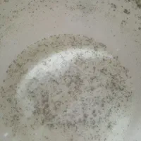 دوغ محلی بز