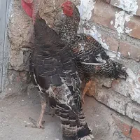 بوقلمون نروماده اصیل ودوعددخروس خوش رنگ اصیل