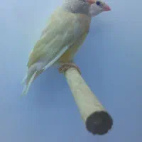 فنچ گلدین ماده کینگ فول اورنج خالص ستاره ای جغدی