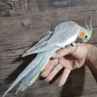 عروس هلندی دونه خور کاملا دستی