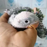 جوجه شاه طوطی