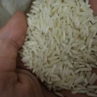 برنج طارم هاشمی درجه ۱
