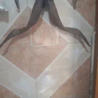 شاخ بز