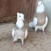 کبوتر طوقی با آلمانی