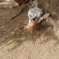 مرغ و خروس