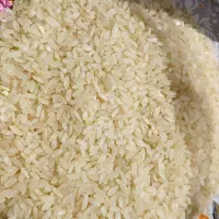 1یک تن برنج کامفیروزی اعلاء