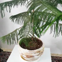 کاج مطبق